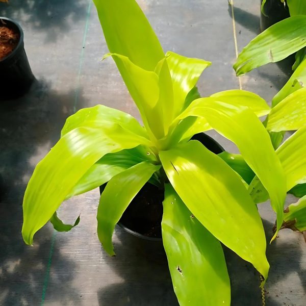 PHP-DRACAENA DER. RO. GOLD - Image 2