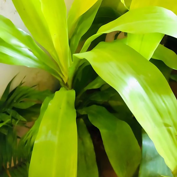 PHP-DRACAENA DER. RO. GOLD - Image 3