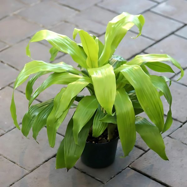 PHP-DRACAENA DER. RO. GOLD - Image 4