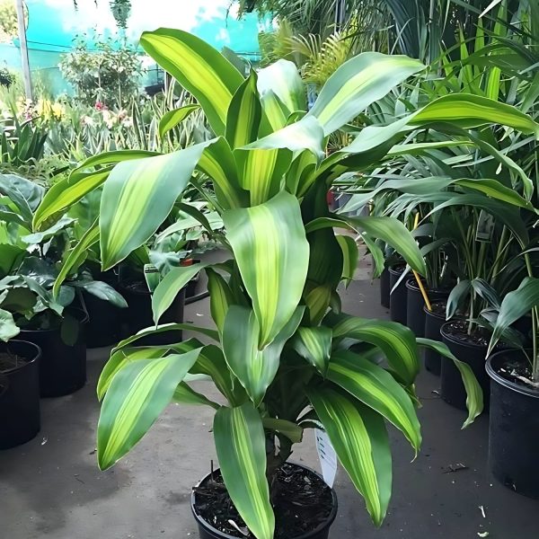 HP-DRACAENA F. MASSANGEANA - Image 4