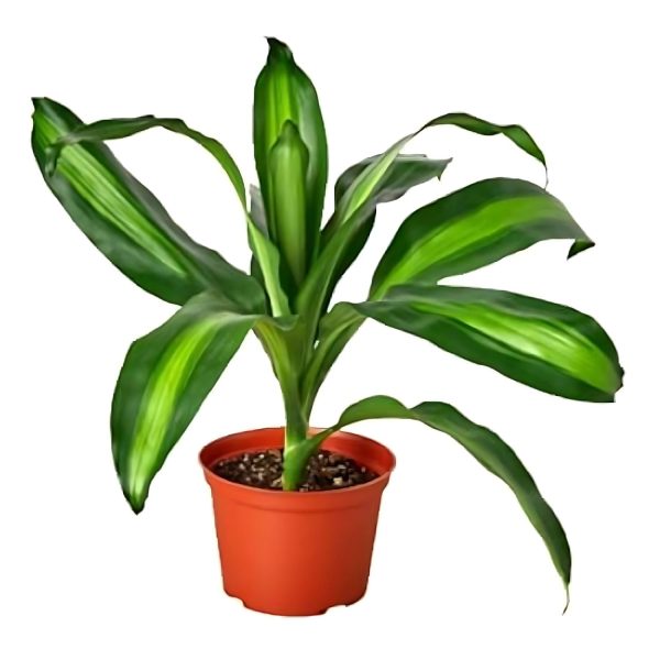 HP-DRACAENA F. MASSANGEANA - Image 2