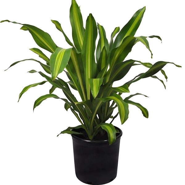 HP-DRACAENA F. MASSANGEANA