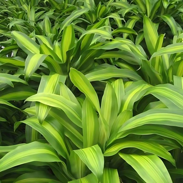 HP-DRACAENA F. MASSANGEANA - Image 3