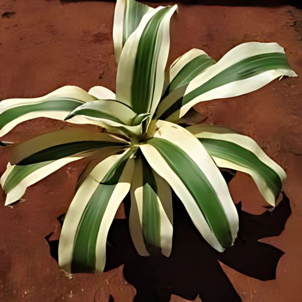 PHP-DRACAENA F. VICTORIAE - Image 4