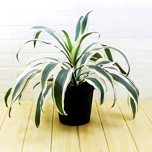 PHP-DRACAENA F. VICTORIAE