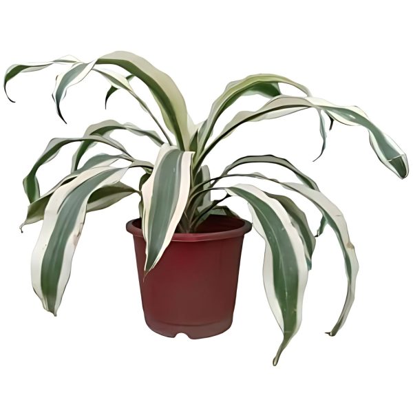 PHP-DRACAENA F. VICTORIAE - Image 2