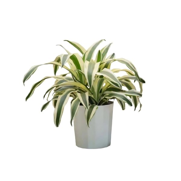 PHP-DRACAENA F. VICTORIAE - Image 3