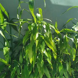 PHP-DRACAENA SANDERIANA