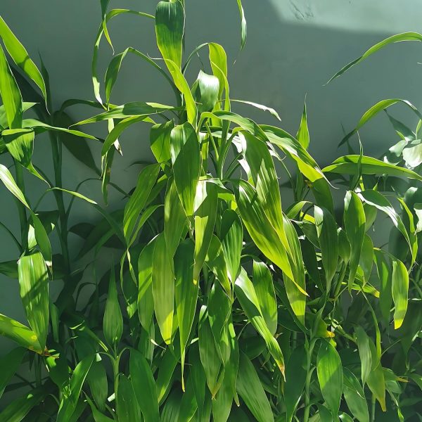 PHP-DRACAENA SANDERIANA - Image 2
