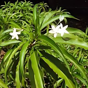 ECHITES R. VENOSA