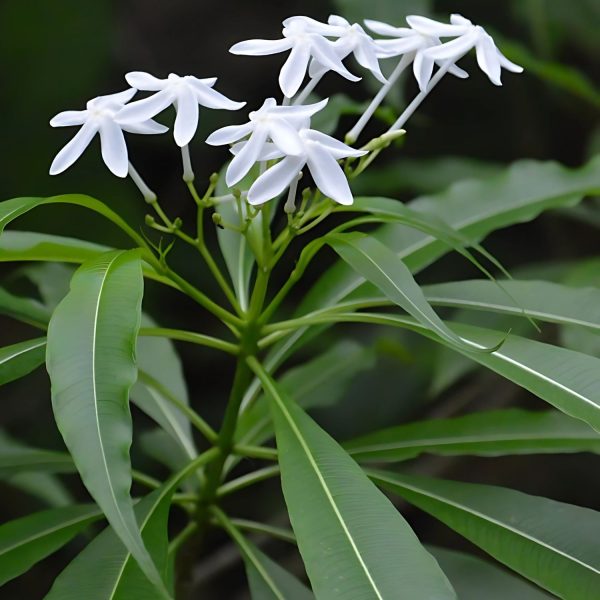 ECHITES R. VENOSA - Image 3