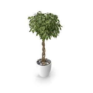 HP-FICUS BENJ.VARIGATED
