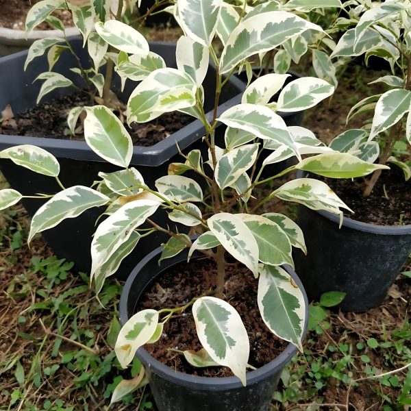 HP-FICUS BENJ.VARIGATED - Image 3