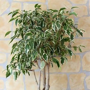 HP-FICUS BENJ.VARIGATED