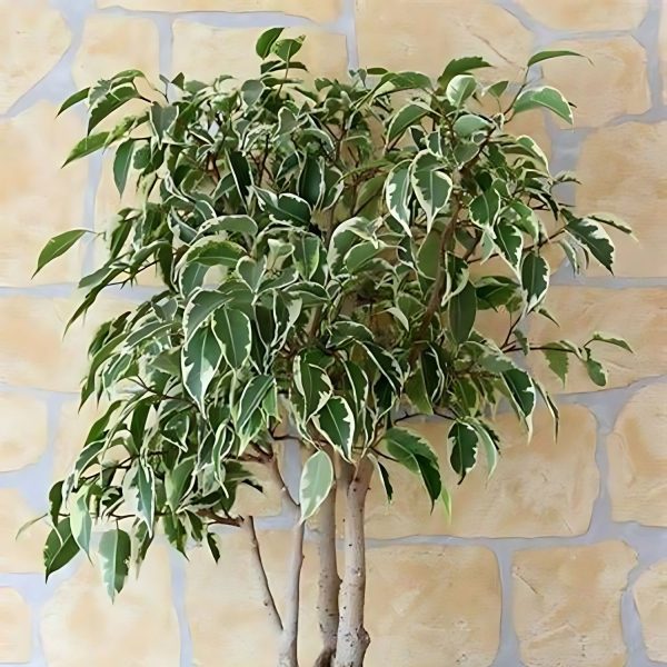 HP-FICUS BENJ.VARIGATED - Image 2
