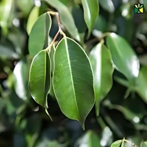 FICUS BLACK