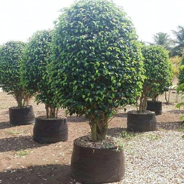 FICUS BLACK - Image 3