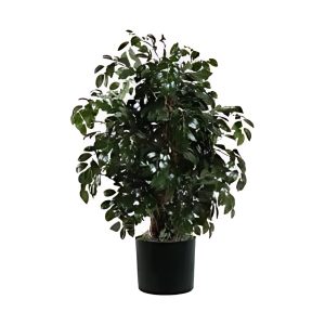 FICUS BLACK