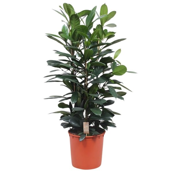 HP-FICUS CYATHISTIPULA