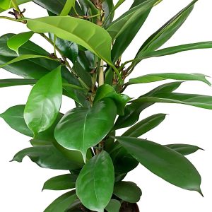 HP-FICUS CYATHISTIPULA