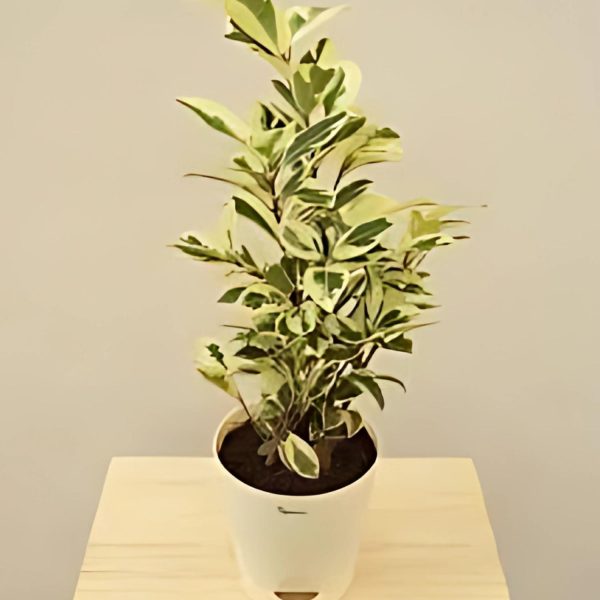 FICUS PRESTIGE - Image 3