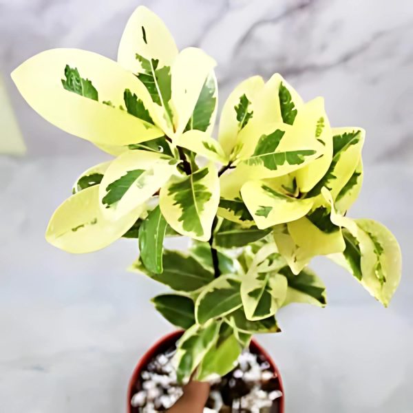 FICUS PRESTIGE - Image 4