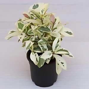 FICUS PRESTIGE