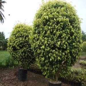 FICUS PRESTIGE