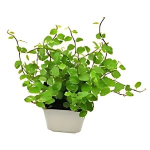 FICUS PUMILA
