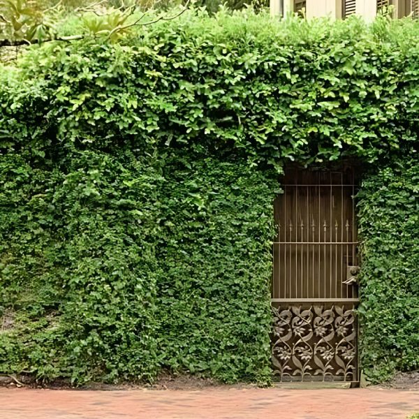FICUS PUMILA - Image 5