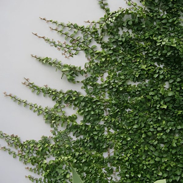 FICUS PUMILA - Image 2