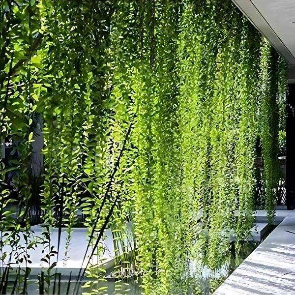 FICUS PUMILA - Image 3
