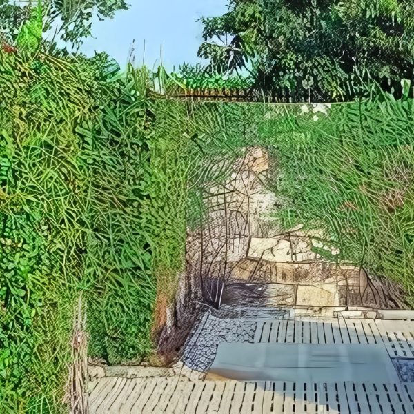 FICUS PUMILA - Image 4