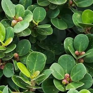 FICUS RETUSA