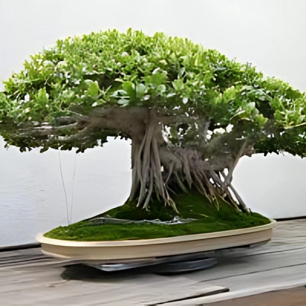 FICUS RETUSA - Image 3