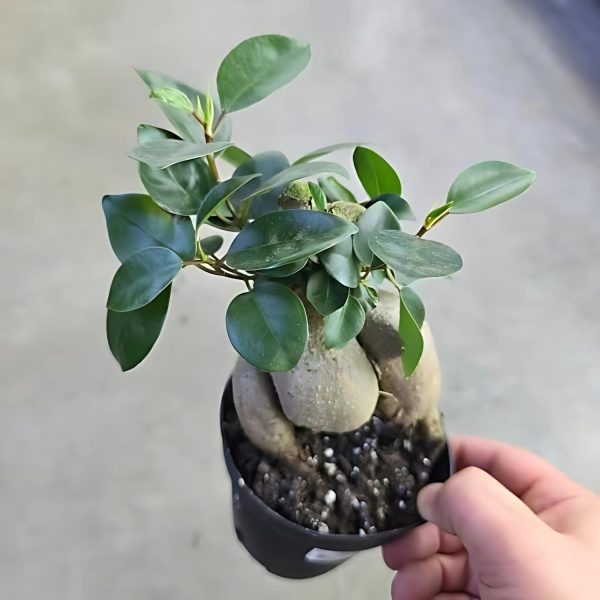FICUS RETUSA - Image 4