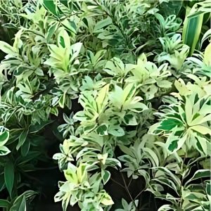 FICUS STARLIGHT