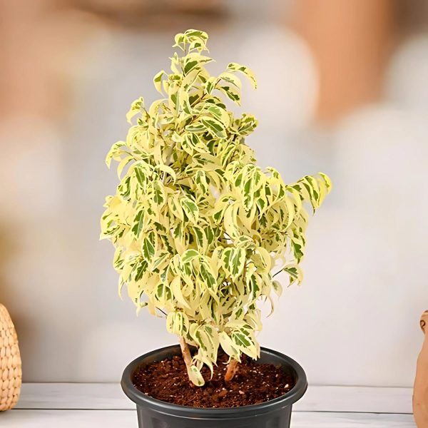 FICUS STARLIGHT - Image 3