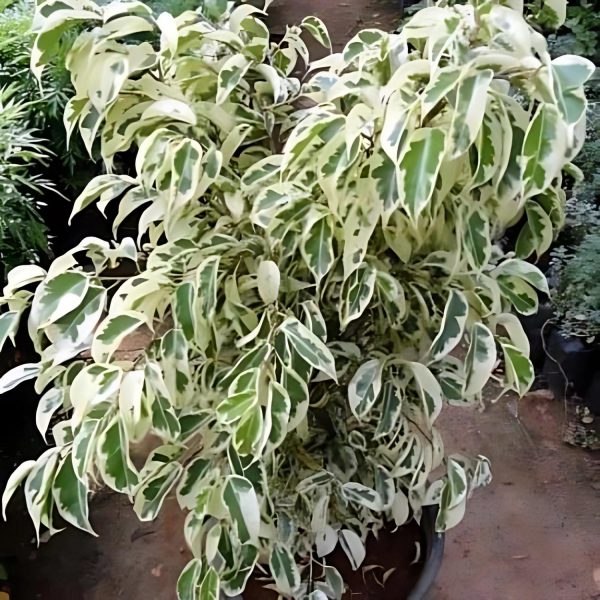 FICUS STARLIGHT - Image 6