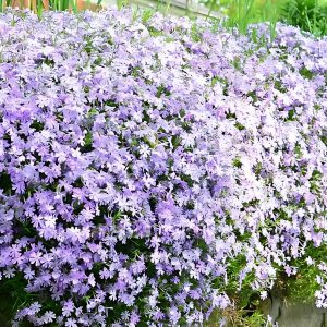FLOX SPP.