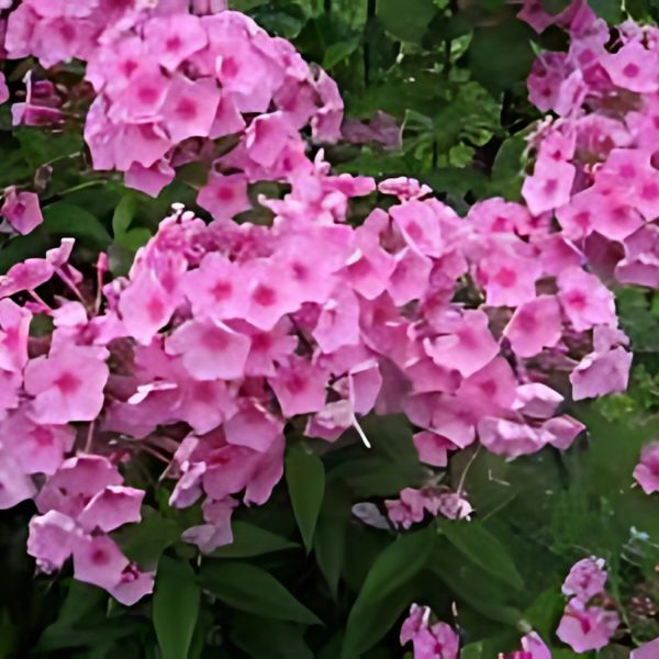 FLOX SPP. - Image 3