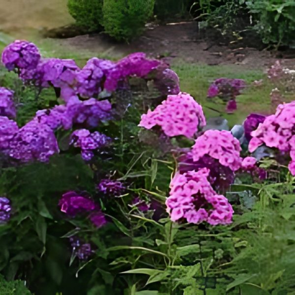 FLOX SPP. - Image 4