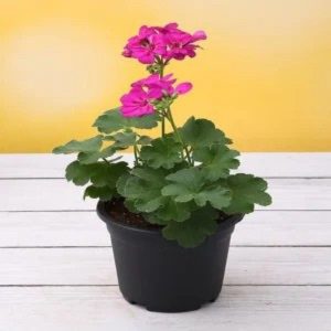 GERANIUM
