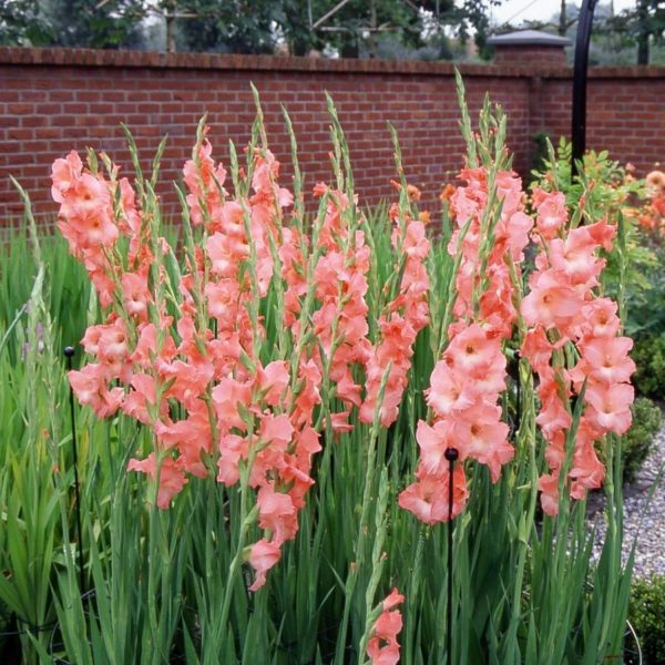 GLADIOLUS SPP. - Image 5