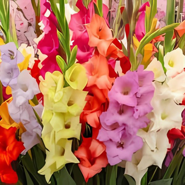 GLADIOLUS SPP. - Image 4