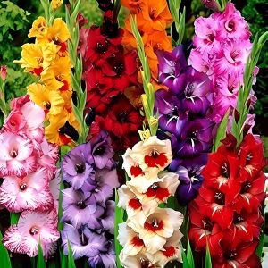 GLADIOLUS SPP.