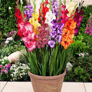 GLADIOLUS SPP.