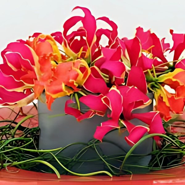GLORIOSA ROTH - Image 2