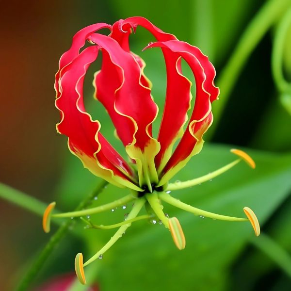 GLORIOSA SUPERBA - Image 4