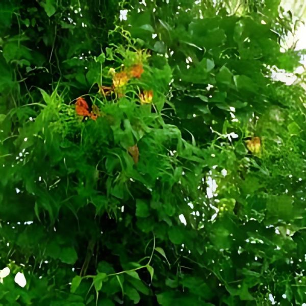 GLORIOSA SUPERBA - Image 2